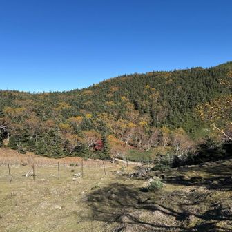 三伏峠周辺の平地
シカ避けのフェンス🦌
クラウドファンディングの植生保護の一環だろう