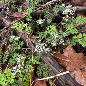 セントウソウかな