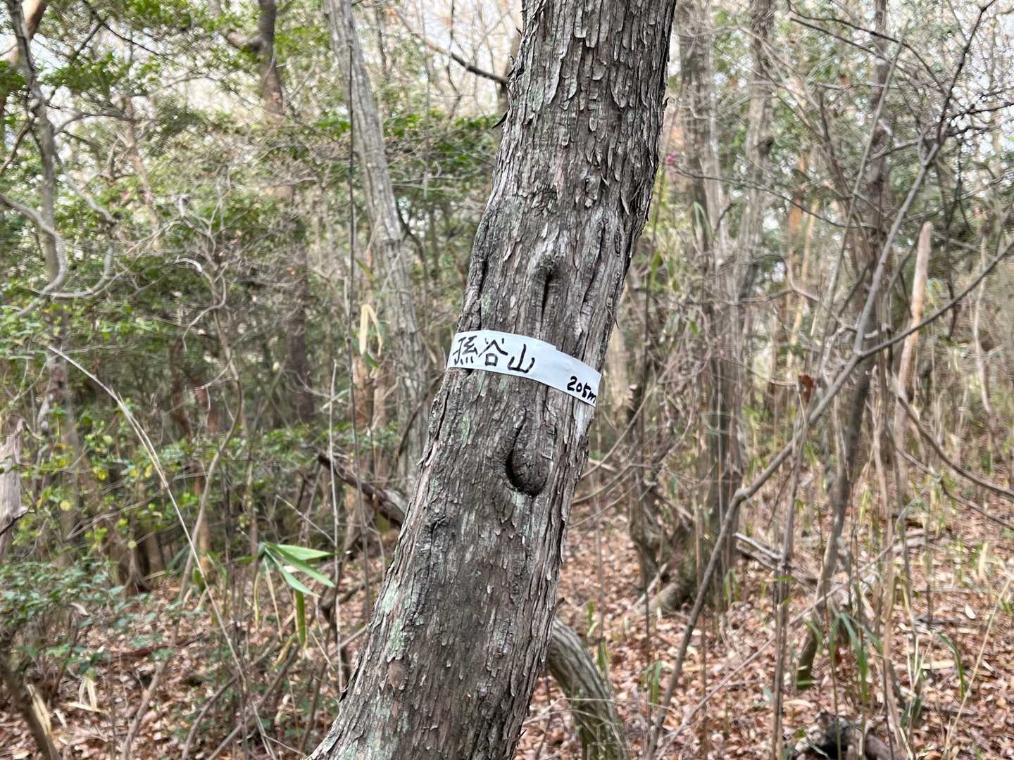 孫谷山🚩はテープ貼りで😅