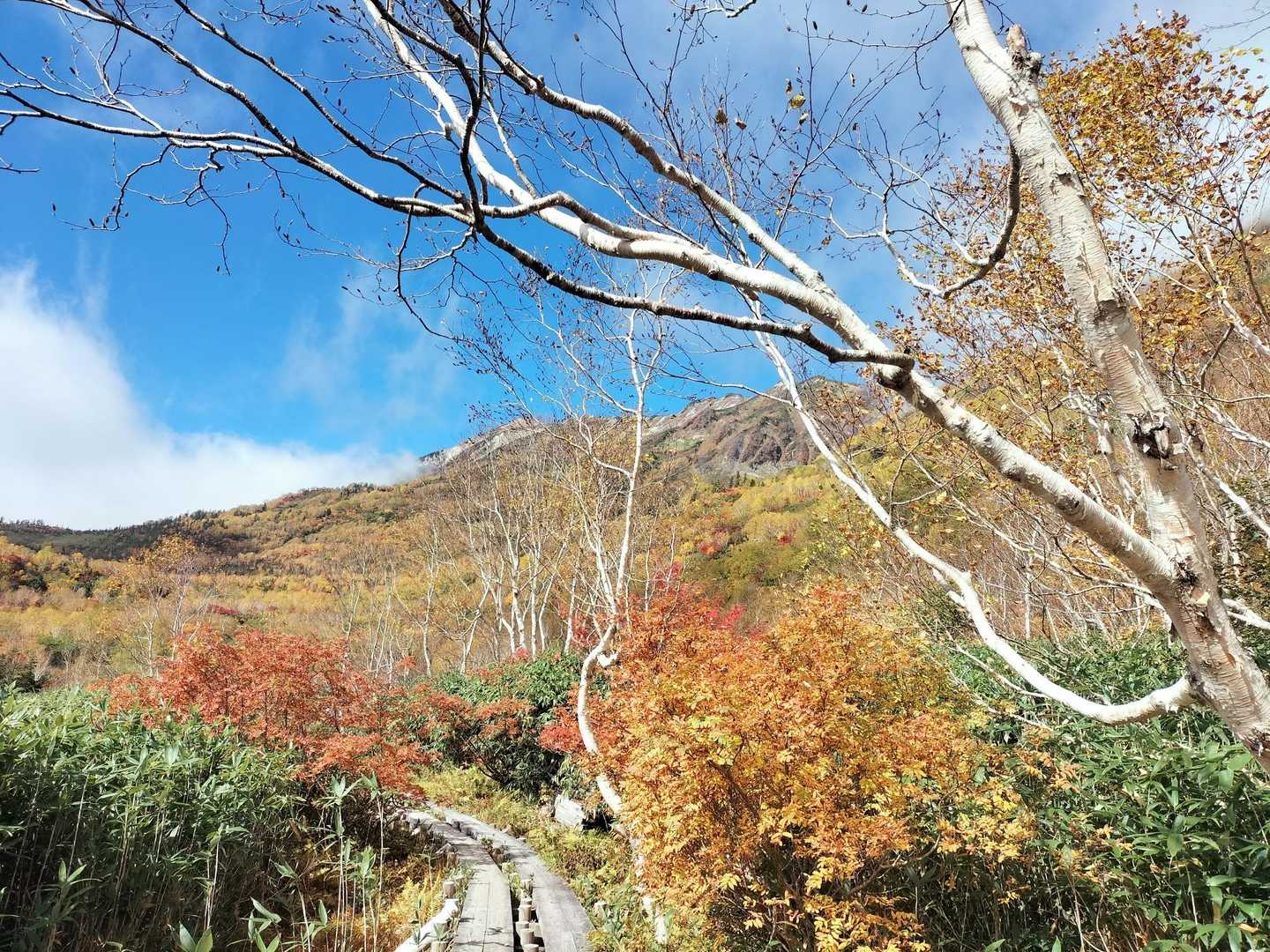 栂池自然園 | 背後には白馬連峰の美しい稜線。四季の移ろいが池塘に映える高層湿原の写真