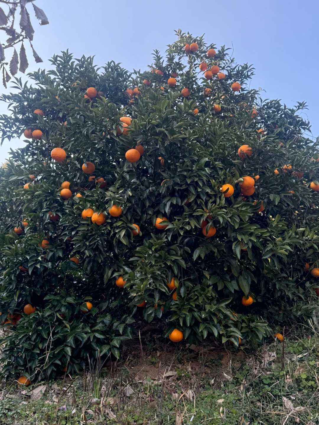立花山はみかんが名産🍊