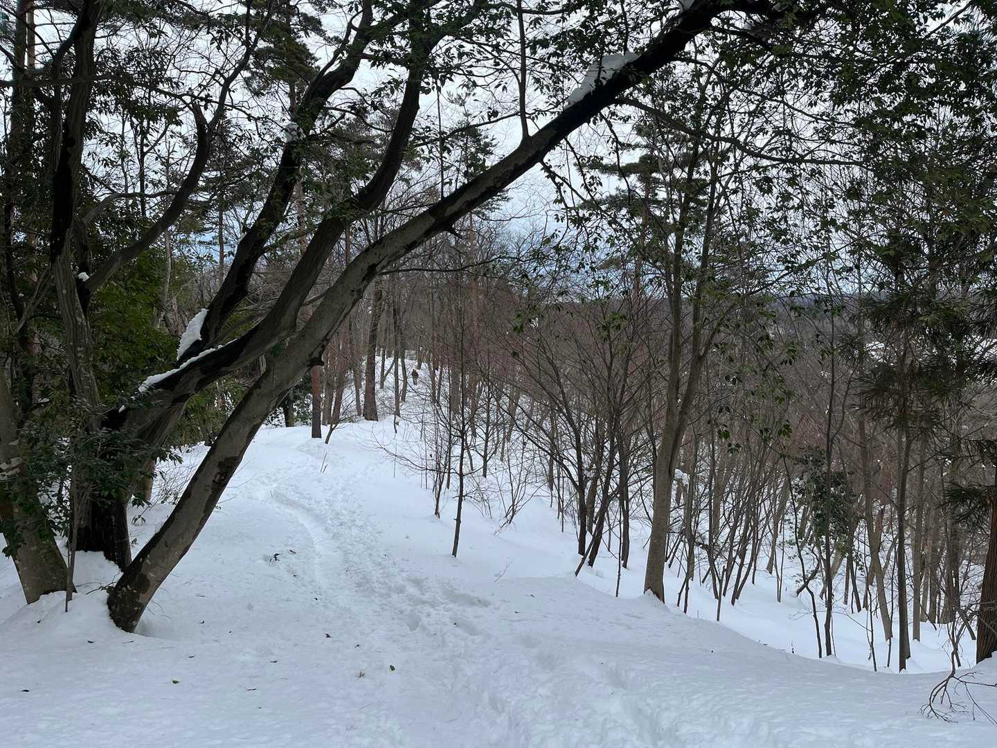 雪はグズグズ

木々が春めいてるような🌺
もう少し雪山楽しみたいので
春は来ないで欲しいです^_^