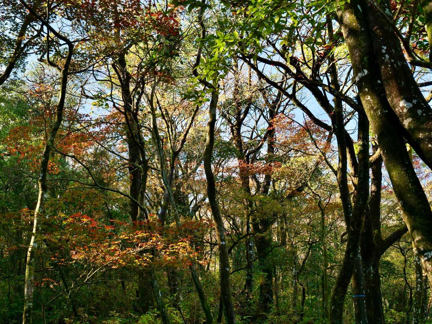 天孫降臨登山口-高千穂峰 往復コースの写真