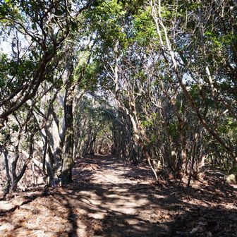 ツームシ方面へ　これからは🅿️まで誰とも会わない孤独な山行になりました。