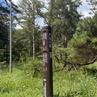 この辺のアブやばかった