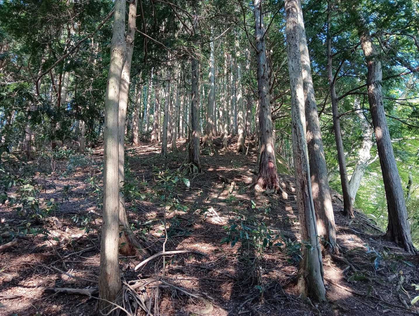 急登ルートを😨🚶