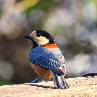 キュン
ちょっと凛々しい