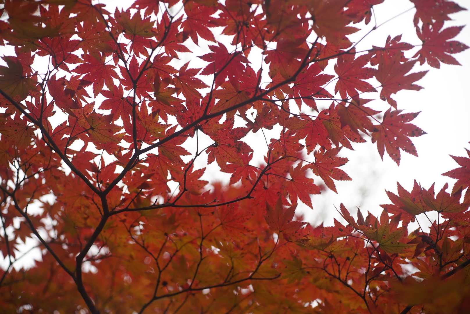 🍁