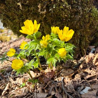 福寿草🌼
多くの人で賑わってました👦👱‍♀️👳‍♂️