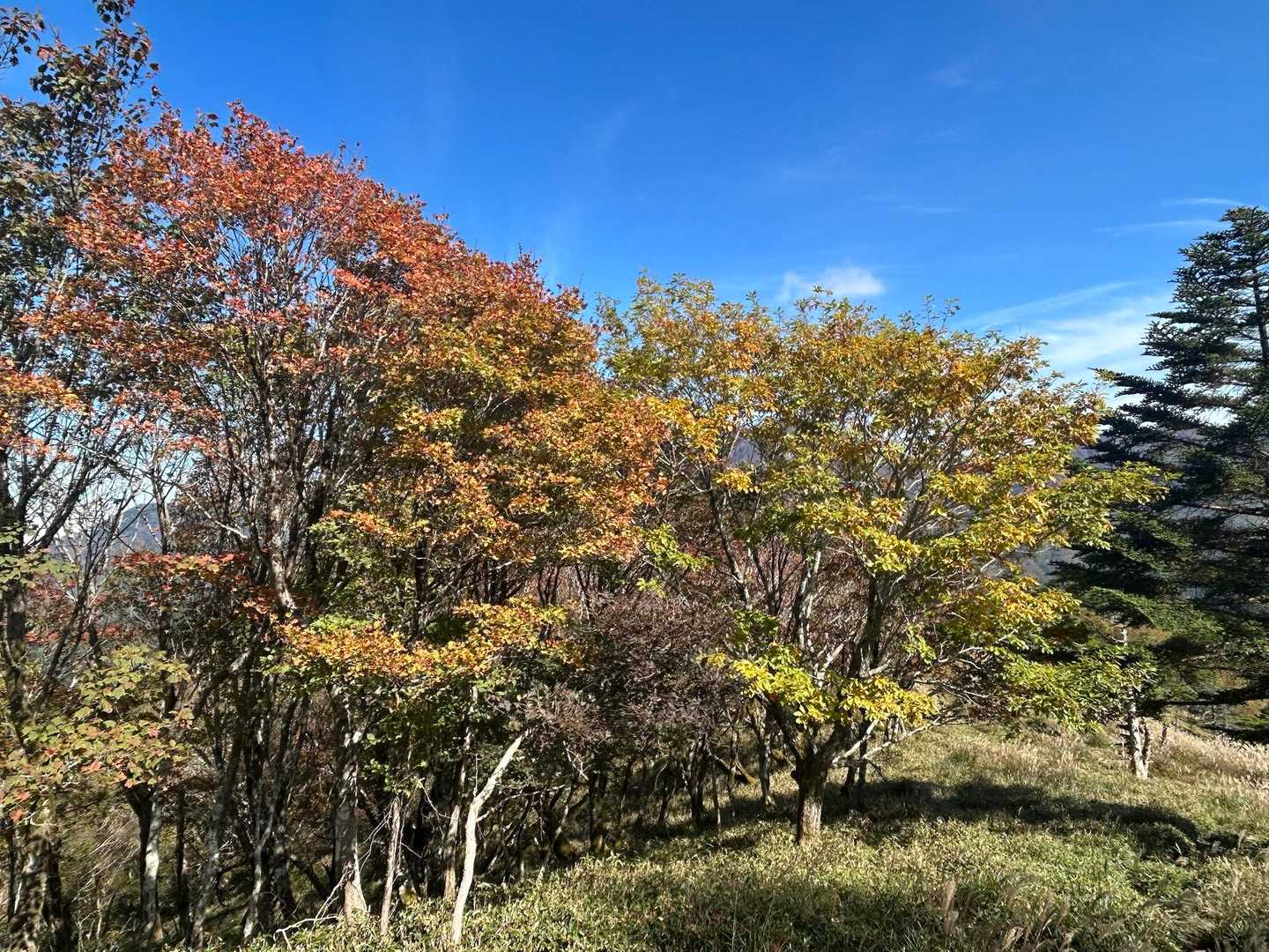 落合峠-落禿-前烏帽子山-烏帽子山 往復コースの写真