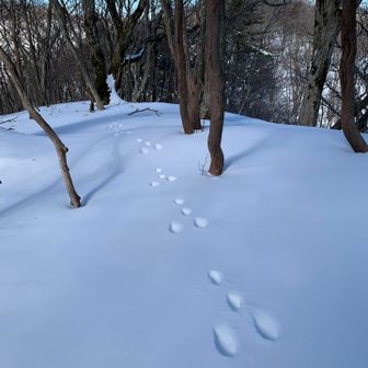 かわいらしいウサギの足跡を追って、
スキーゲレンデの脇を木戸峠へと下る。