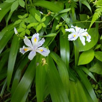 高尾山・陣馬山・景信山 シャガ