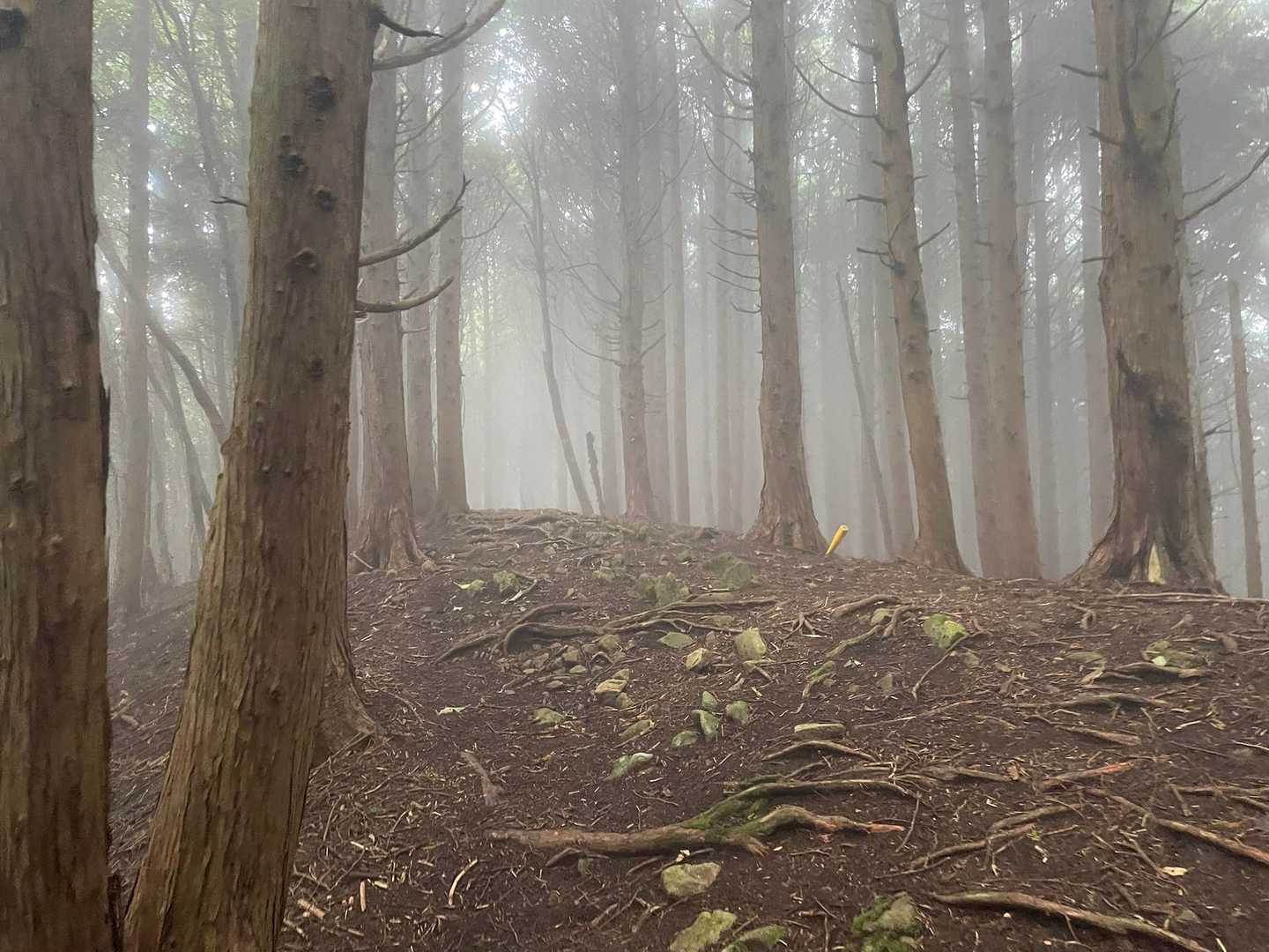 大洞山 往復コースの写真