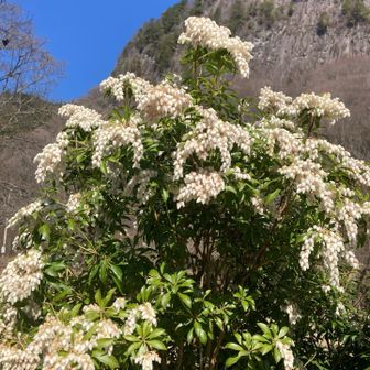 馬酔木(あせび)