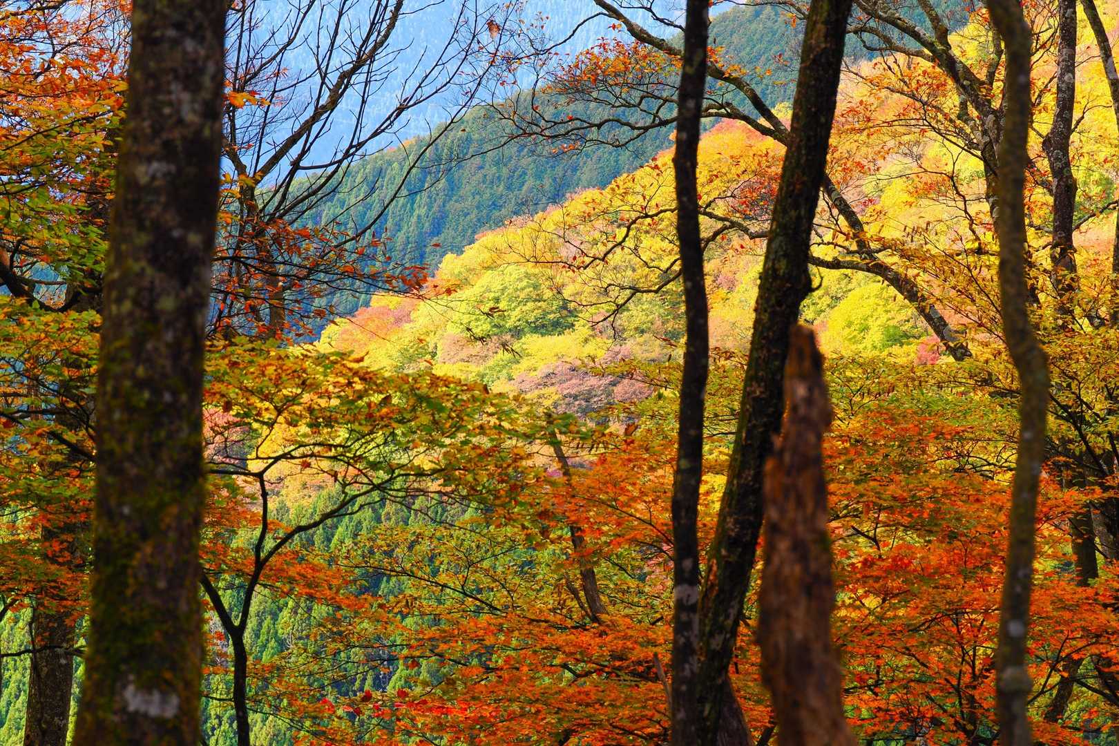 名郷バス停-ウノタワ-天神山-鳥首峠 周回コースの写真