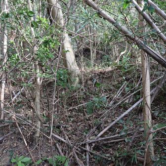 踏み跡らしきものはあるが、かなり荒れている。
バキバキ鳴らしながら突っ込む。