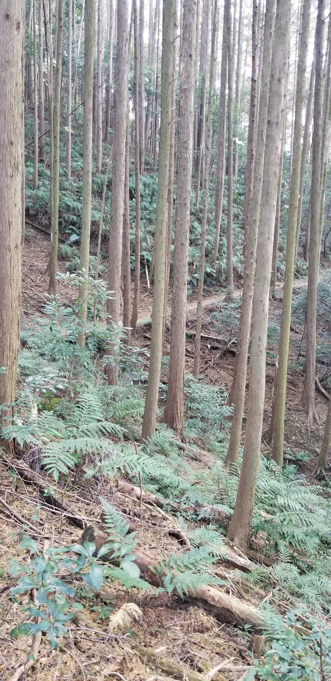 山の中へ⛰️
