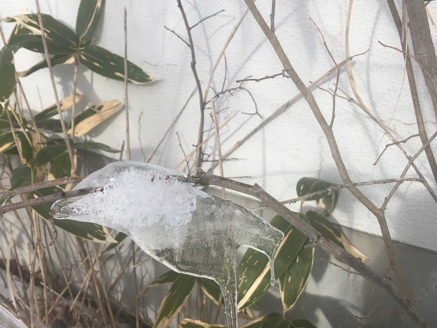 鳥に見えるよねー🐦