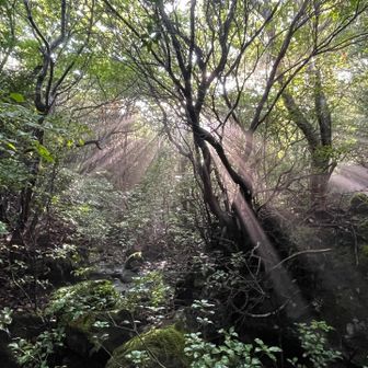 大船山に行く途中で光芒が✨✨！
キツい時ほど自然が織りなす景色に癒されてるなぁと今回も実感しました