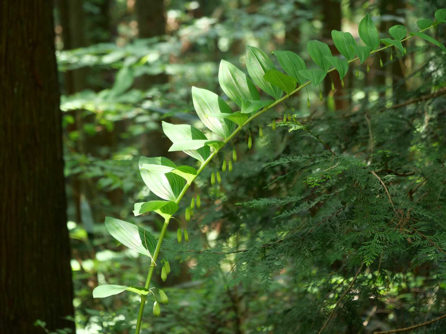 【フラット登山】ススキの草原から大阪湾を望む・ダイヤモンドトレールの写真