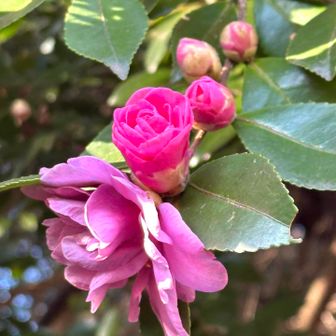 サザンカ、変わった色