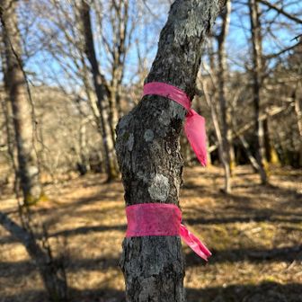 姫次　この辺りが一番高い