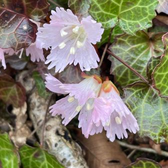 昨日からの雨の影響で垂れてしまったが
可愛らしいイワカガミ