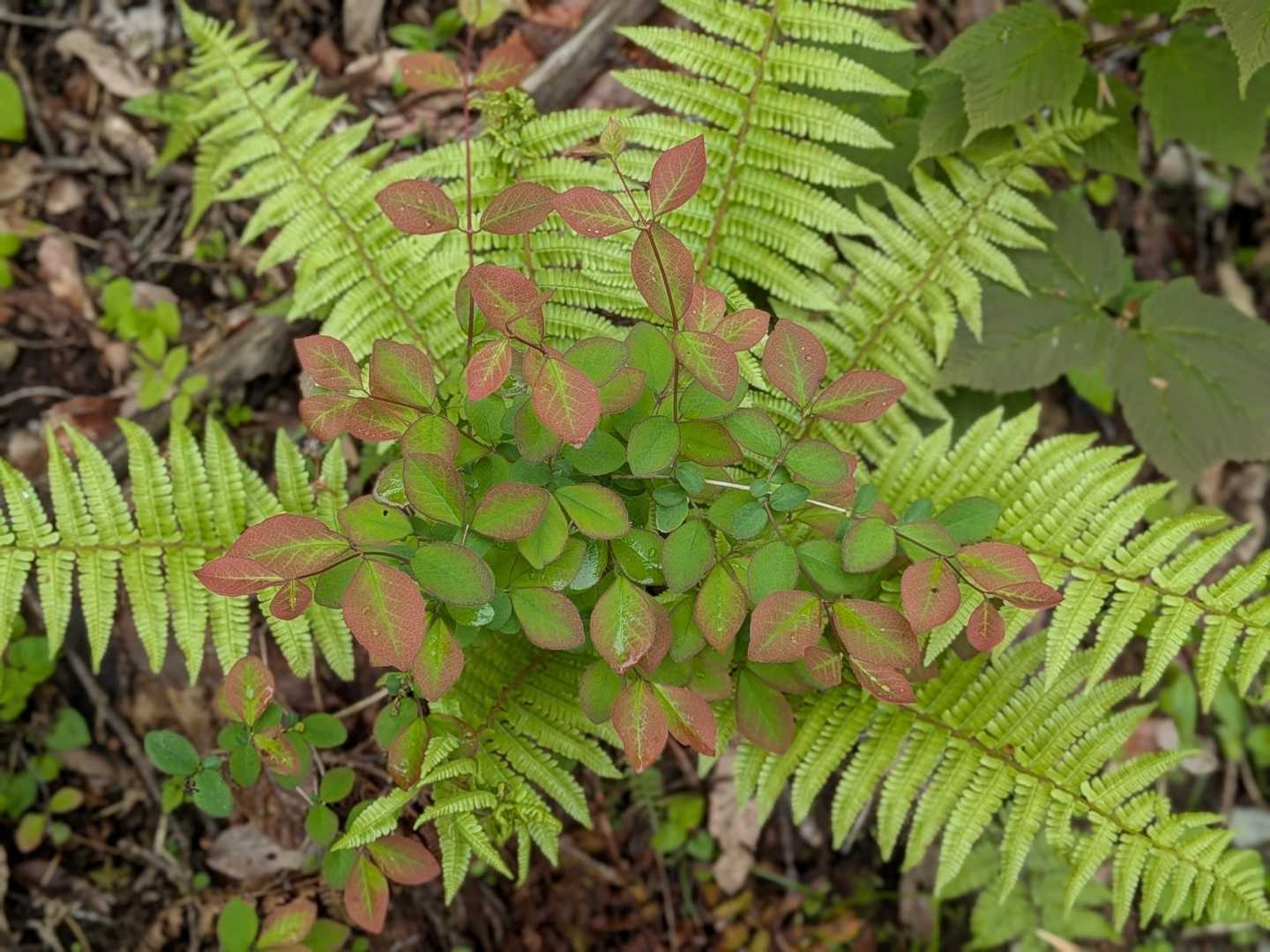 葉っぱのブーケ🌿