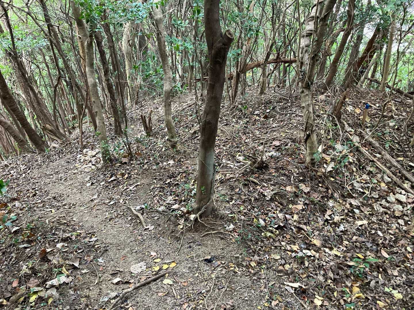 間違えた分岐点。こうして見ると確かに左が正解でした。何で右に行ったかなぁ。