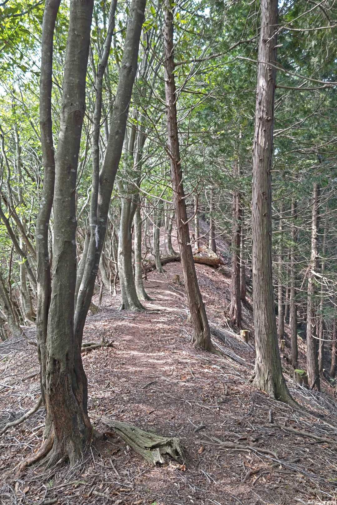 急登を終えた後の尾根道はアップダウンあるものの気持ち良く歩けます😄