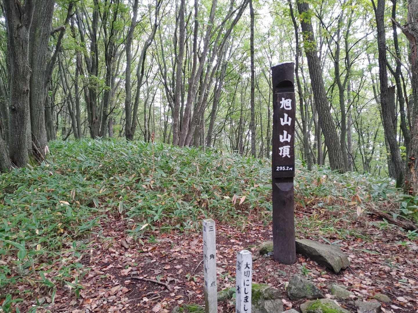 山頂までの路も明るくて気持ちよき