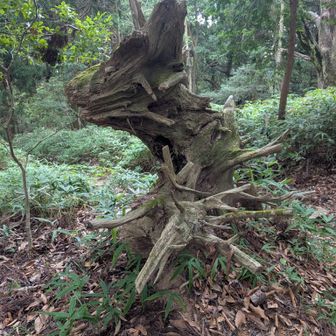 摩耶山
龍神様に見える倒木🐉
ここの場所はパワースポットらしい〜🙏