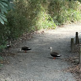 鳥たちの憩いの場のようです