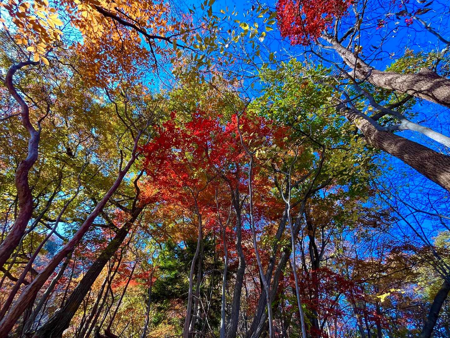いいじゃん🍁