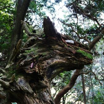 ガォー🐺

山頂、まさかですが、いつも迷子です😵‍💫
