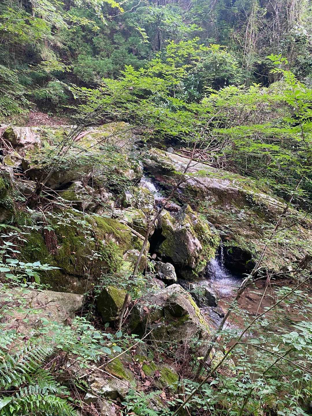 水が綺麗よぉ