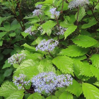 線香花火のようなコアジサイ。