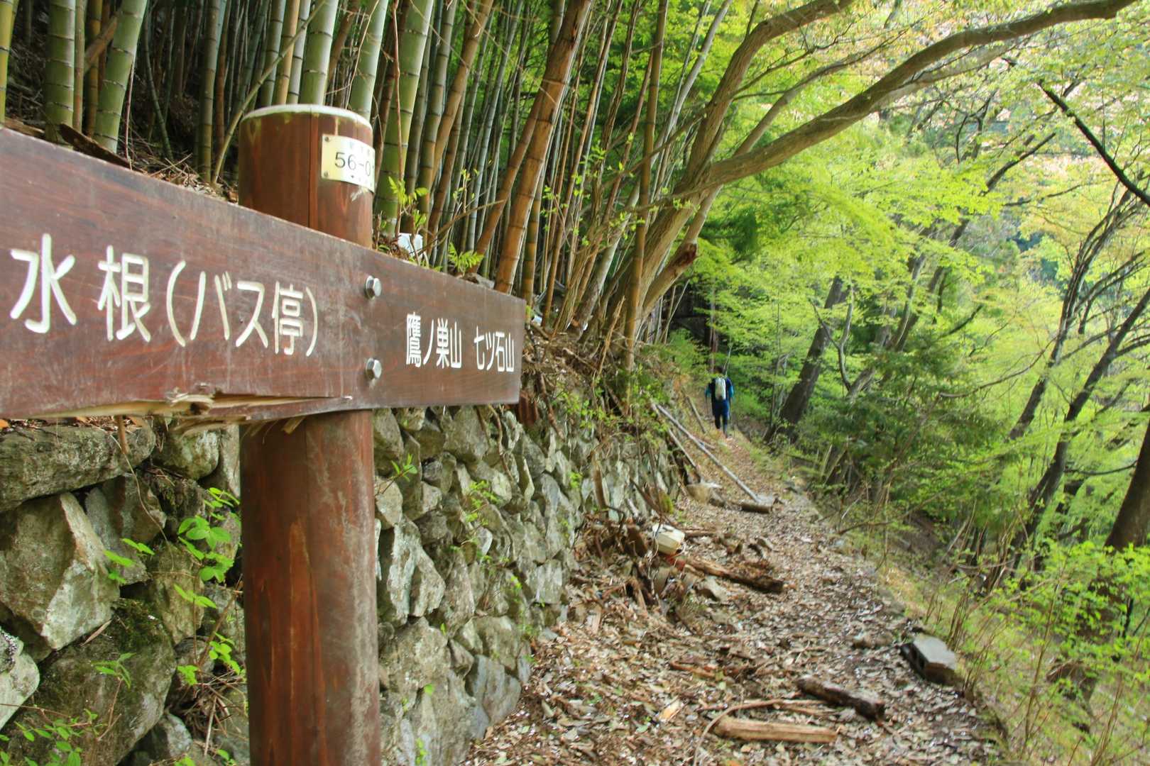 最初はしっとりとした良い雰囲気の登山道