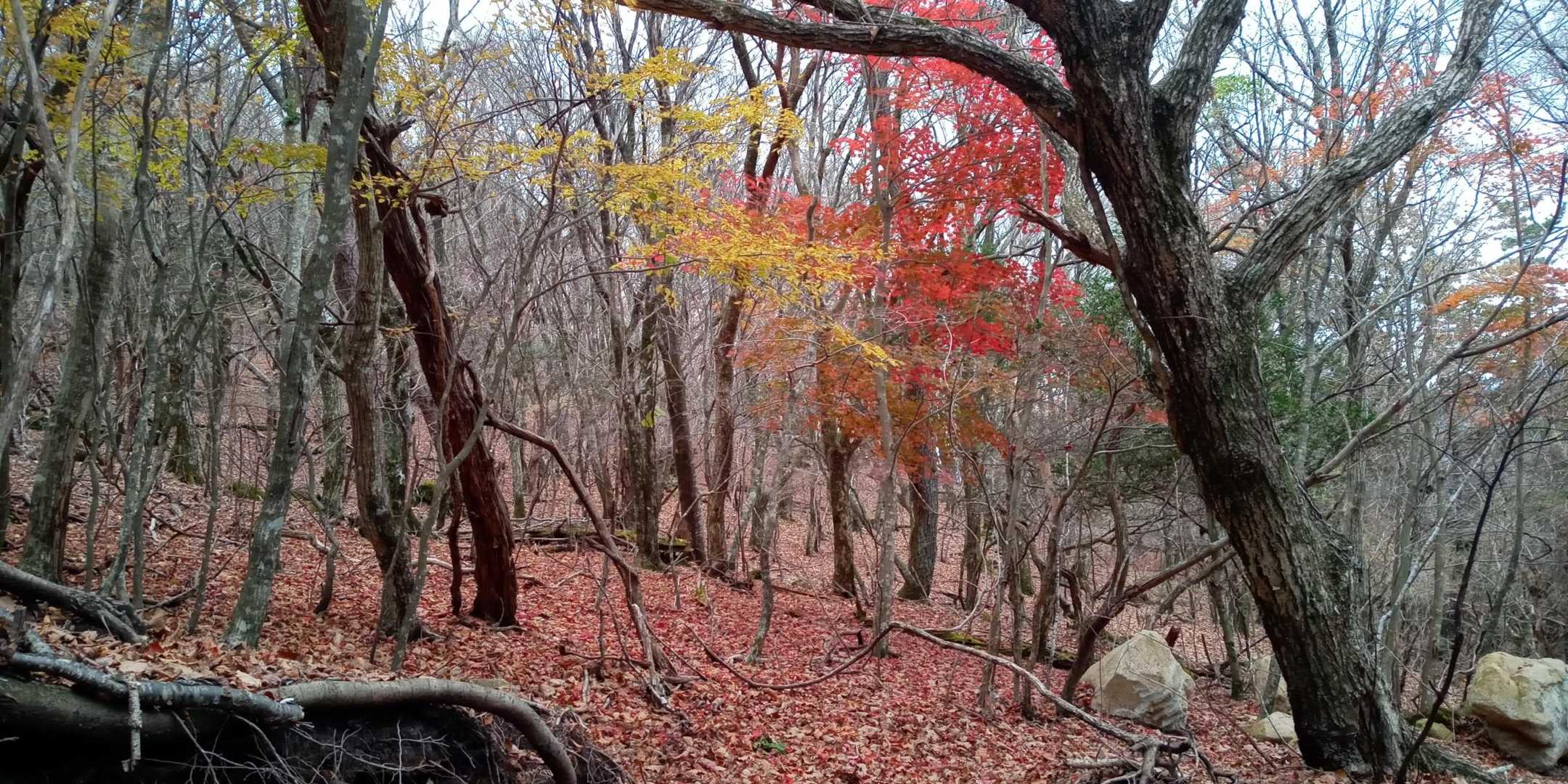 崩平山 往復コースの写真