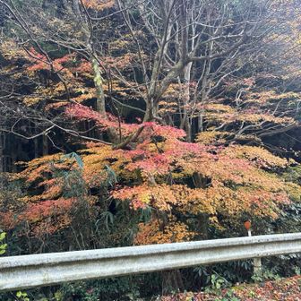 車道にも綺麗な紅葉あった🍁