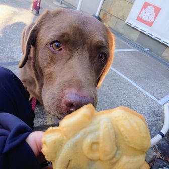 今回の目的
天狗焼き
皮パリパリでアツアツ、甘さ控えめの黒豆つぶ餡がすごく美味しいです
🐶は食べる気満々で一緒に並んでくれたので
シェア😀