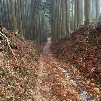 幻想的なんですが
