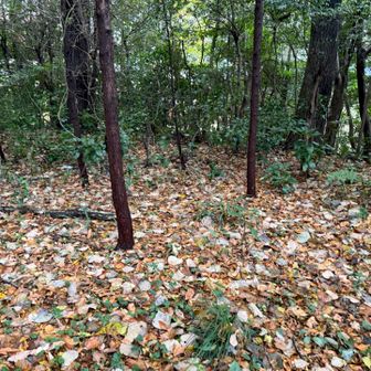 なんにもない
戻ります
マックスバリューのペットショップに
ミーアキャットがいた
面白い鳴き方でした