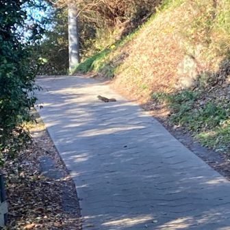 あちらこちらで見かけたリス🐿️