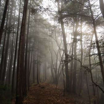 イイ雰囲気
たまには雨上がりもイイね