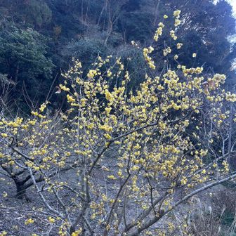 花沢の里第二🅿️に停めスタート
蝋梅🟡