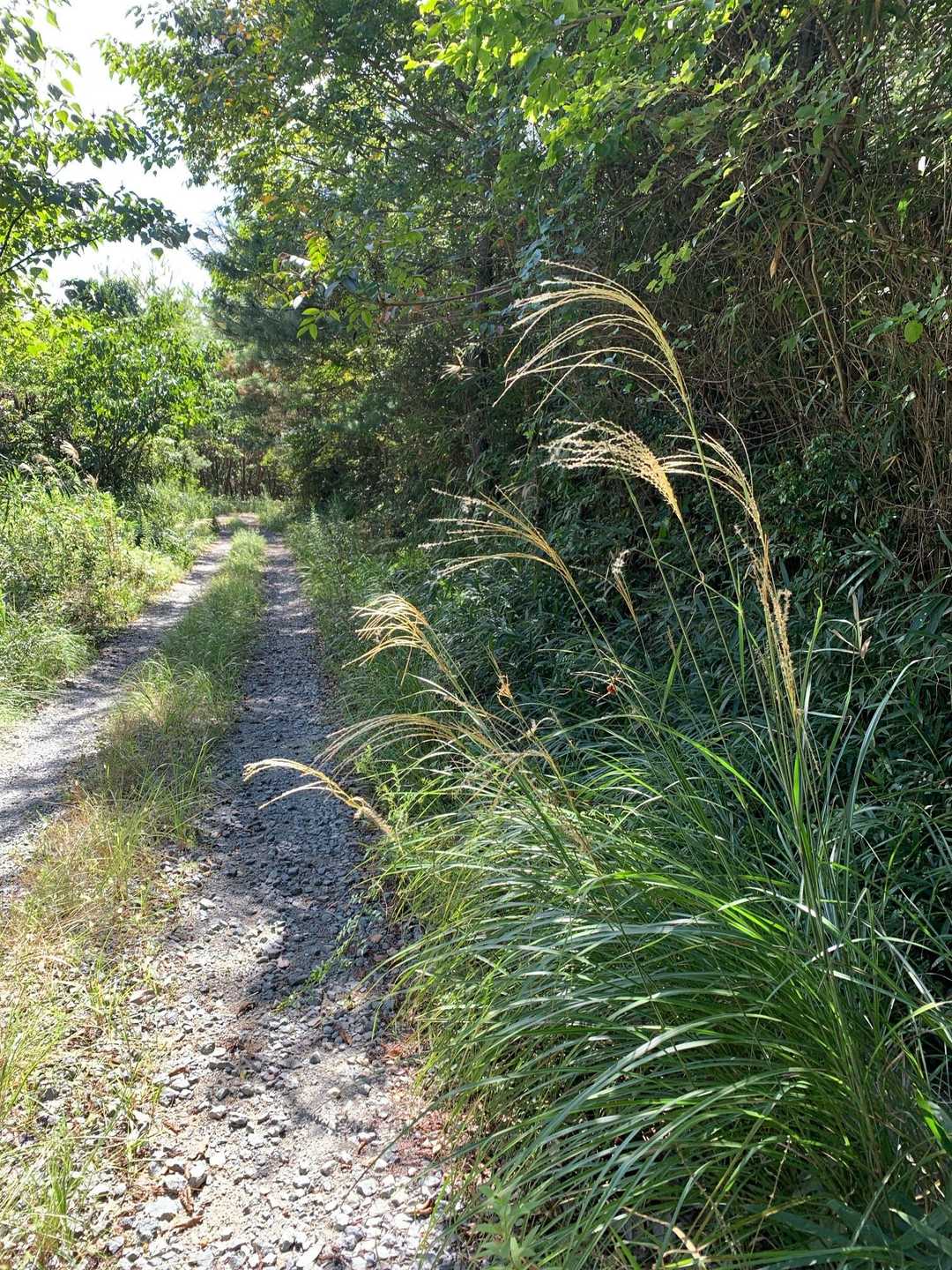 ススキ🌾
秋ですね〜✨