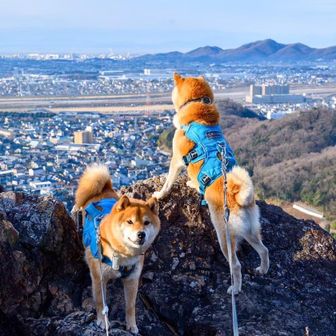 コロコロころりんの山遊び