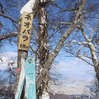 ピーク、ネオパラ