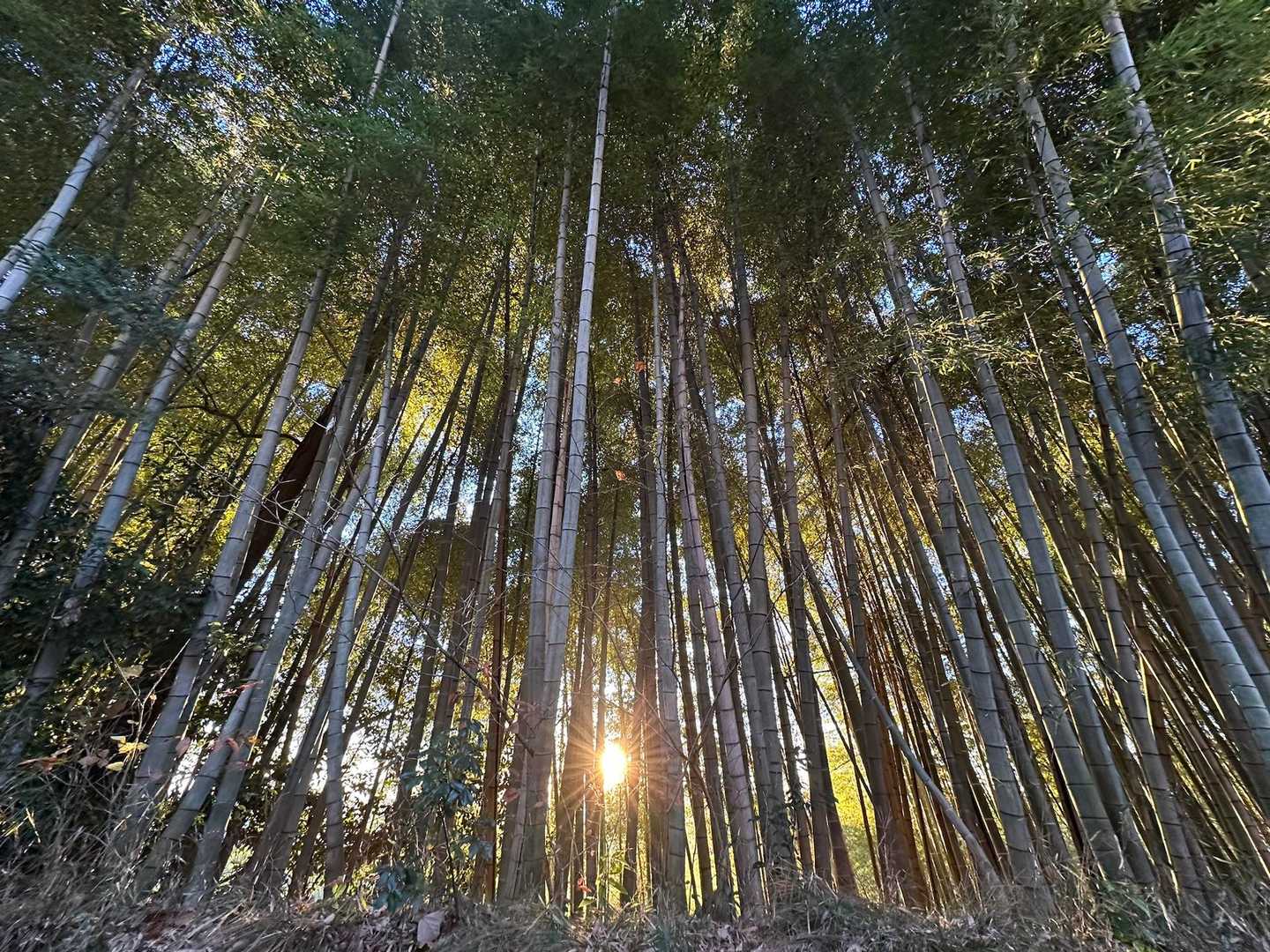なんか縁起良さそうじゃない⁉️🤭✨

今年も残すところ２日。色んな山に登ったなぁ⛰️来年も楽しくワクワクドキドキな山行をいっぱい味わいたい🥾
拙い活動日記にお付き合いいただいた皆さん、ありがとうございました🙏お互い来年も楽しみましょうね👍

良いお年をお迎えください🎍✨✨